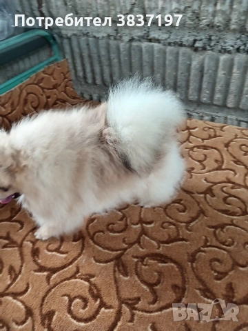 мъжки на 8 месеца , снимка 6 - Померан - 54030872