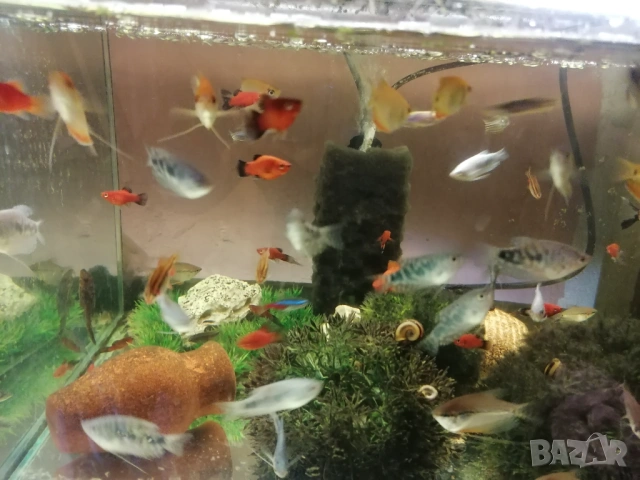 Продавам растения Пистия и други, снимка 10 - Други - 53020473