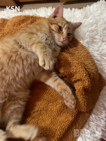 котарак си търси дом, снимка 4 - Други - 53178704