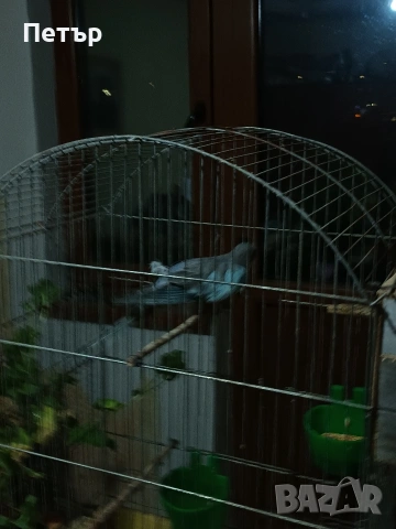 Женски принцов папагал Александрино. , снимка 3 - Папагали - 53147057