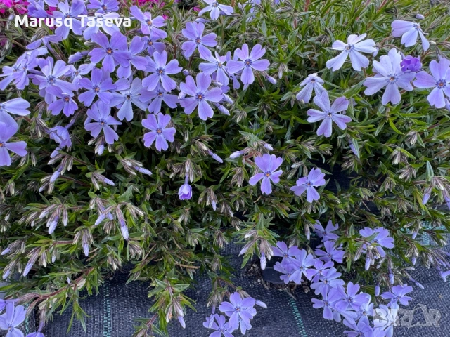 Флокс цикламен и светло син. , снимка 6 - Градински цветя и растения - 53818163