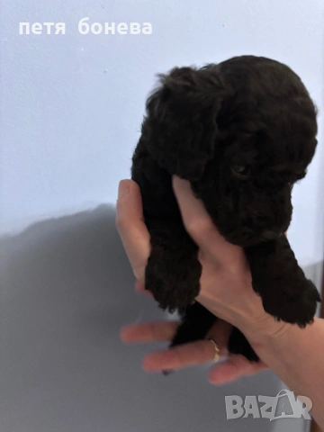 Мини пуделчета, снимка 3 - Пудели - 54258978