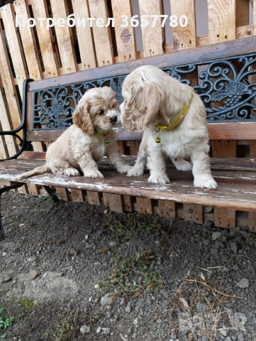 Американски кокер шпанол, снимка 3 - Кокер шпаньол - 52794419