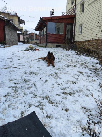 Продавам немска овчарка, снимка 8 - Немска овчарка - 53485005