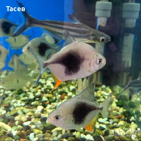 Милеус блекбери 5см, снимка 1