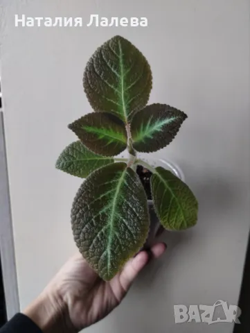 Еписция, episcia jim's canadian sunset, снимка 2 - Стайни растения - 48278729