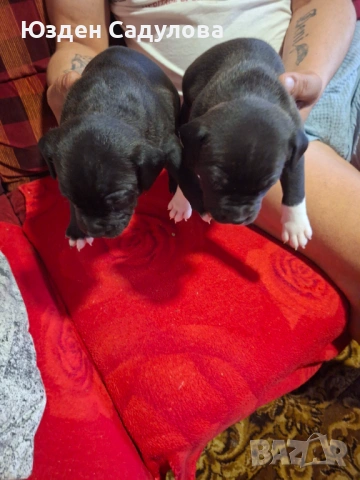 Питбул бебета, снимка 3 - Питбул - 54087165