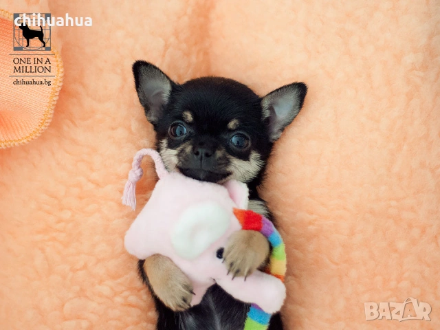 Чихуахуа с FCI родословия от ONE IN A MILLION