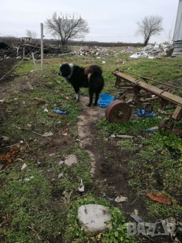 Каракачанско овчарско куче, снимка 4 - Каракачанска овчарка - 53652414