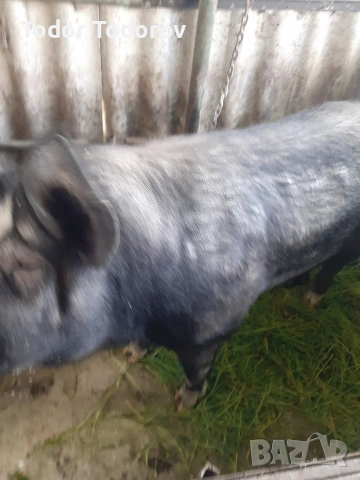 Домашни прасета