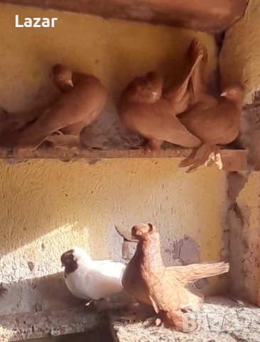 Продавам Ростовски