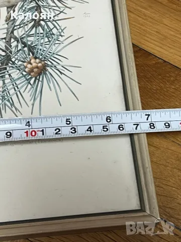 Картинка с птиченце в рамка , снимка 8 - Декорация за дома - 50080457