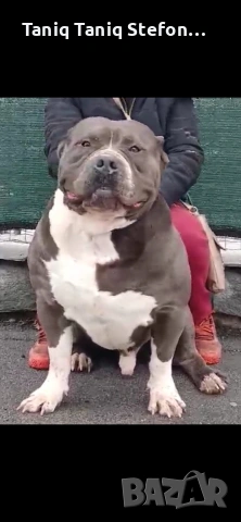 малки страхотни бебета от добри родители, снимка 3 - Питбул - 53445044