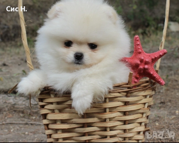 Померани , снимка 2 - Померан - 53125157