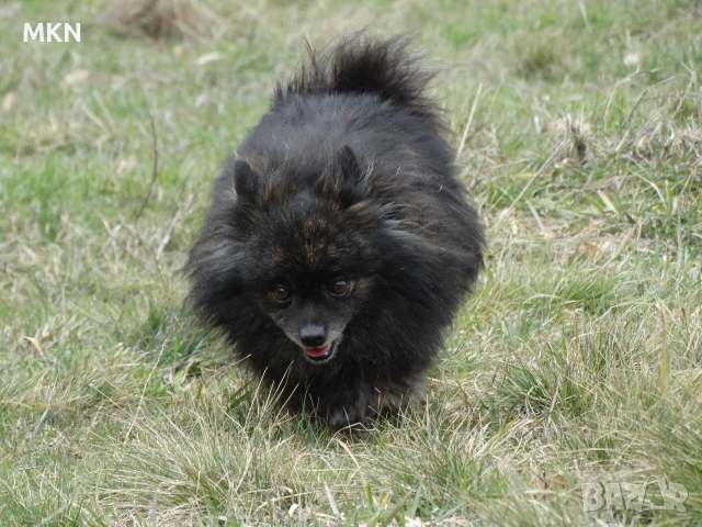 Малък шпиц и померан, снимка 2 - Померан - 53665717