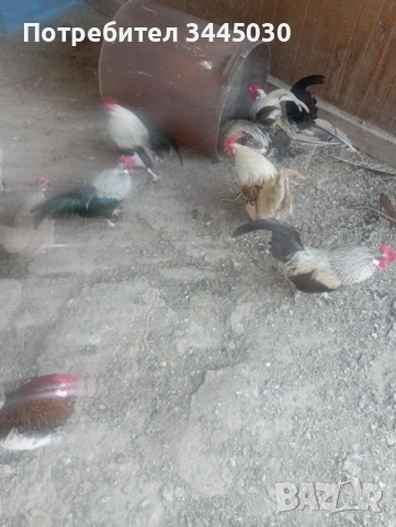 Продавам мъжки паун и холандски бантам петлета, снимка 2 - Други - 49023923