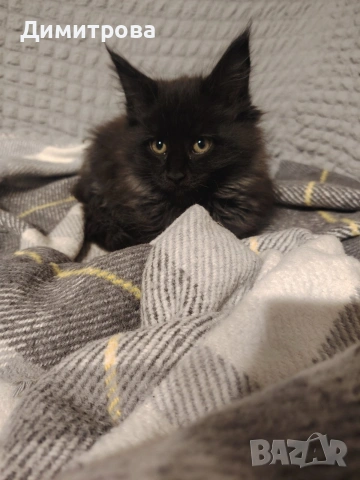 Мейн Кун, чистокръвно женско коте