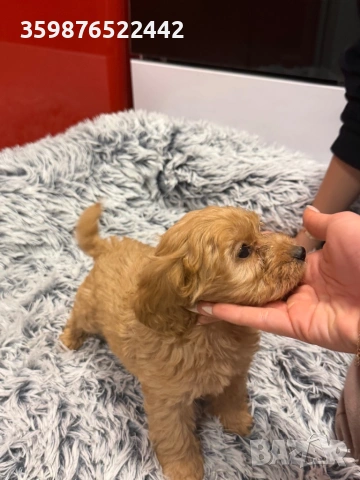 Кока-пу , снимка 2 - Кокер шпаньол - 53603946