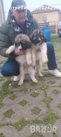 каракачанска овчарка , снимка 7 - Каракачанска овчарка - 53059817