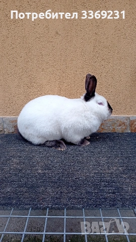 Калифорнийски зайци, снимка 4 - Други - 54223406