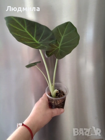Алоказия Регал Шилдс , снимка 4 - Стайни растения - 53759002