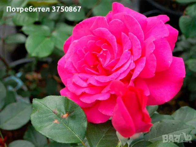 🌹РОЗА 🌹 VELASQUEZ® / Sexy PERFUMELLA® Meimirtylus 🌹, снимка 3 - Градински цветя и растения - 49672735