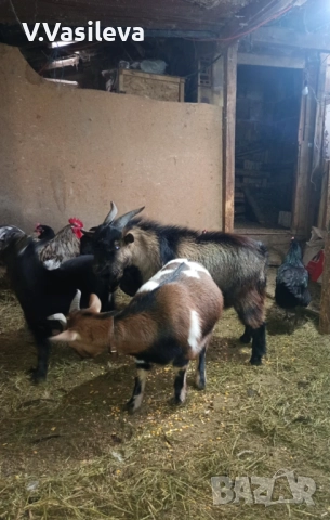 Мини пръч, снимка 2 - Кози - 52907068