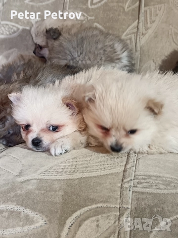 Мини шпиц , снимка 4 - Шпиц - 52816516