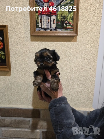 Йоркширски териери , снимка 11 - Йоркширски териер - 53137251