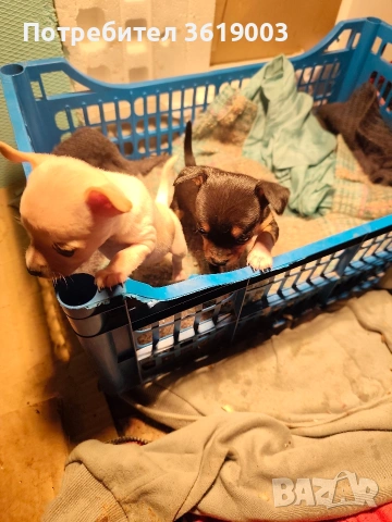 Той пинчер, мини ( джобен ) пинчер , снимка 8 - Пинчер - 53306474