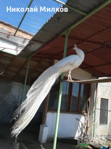 Пауни, снимка 2 - други­ - 53613588