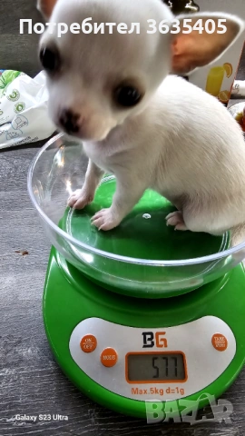 Мини чихуахуа