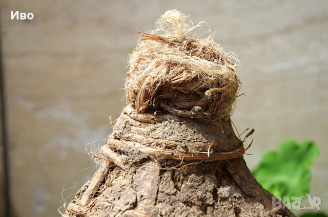 Стара, голяма тръвна за декорация, снимка 6 - Градински мебели, декорация  - 53815443