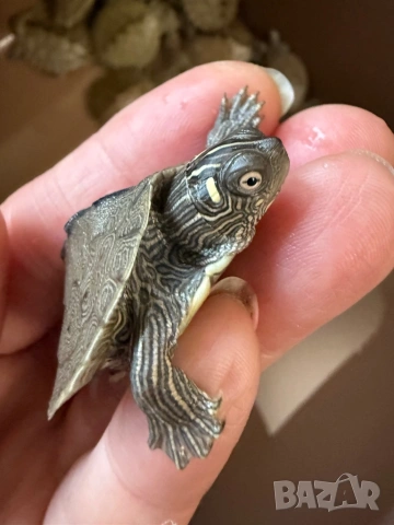 Продавам водни костенурки , снимка 6 - Костенурки - 53465838