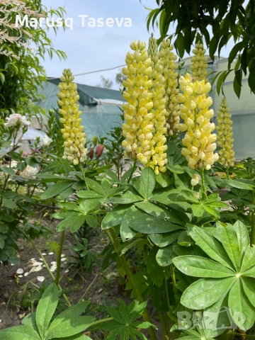 Лупина няколко вида , снимка 6 - Градински цветя и растения - 53818007