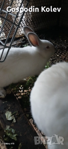 Заек, снимка 2 - Други - 52589408