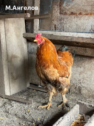 Петли , снимка 4 - Кокошки и пуйки - 53836911