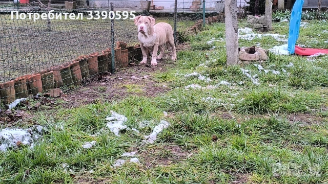 Aмериканско Були Хл , снимка 2 - Питбул - 52688919