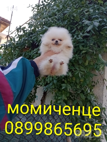 Миниатюрен мини Померан., снимка 3 - Померан - 52854083