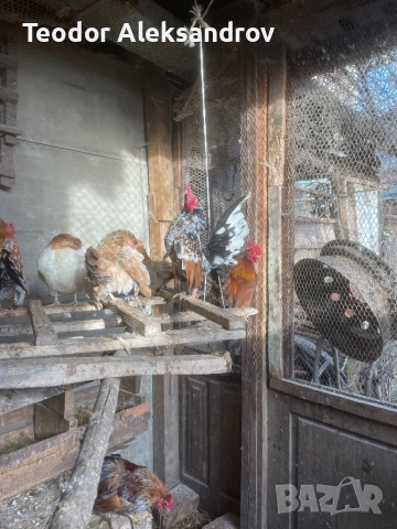 Продавам серами, снимка 6 - За птици - 52514845