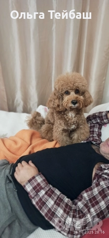 Пудел момче търси приятелка, снимка 17 - Пудели - 47853140