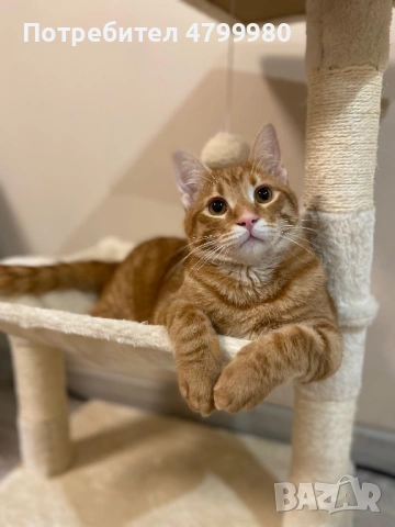 Домашен любимец, снимка 2 - Други - 54228138