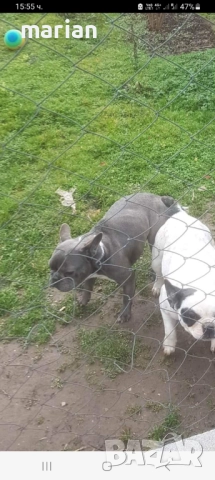 Син френски булдог-разплод , снимка 4 - Френски булдог - 35463817