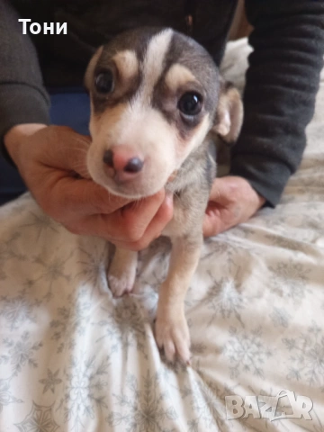 Чихуахуа Женско