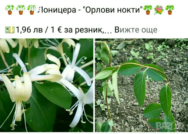 💐🪴💐Лоницера - 3 вида🎁🦋🌷, снимка 3 - Градински цветя и растения - 53927548