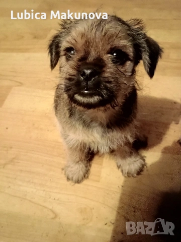 Мопс, снимка 8 - Йоркширски териер - 52815160