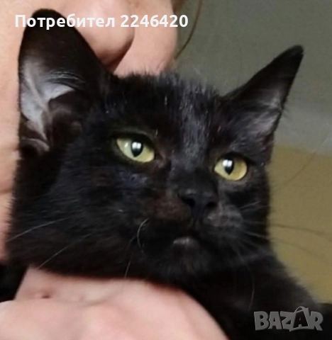 😺 1-годишно момченце от Враца търси ДОМ , снимка 5 - Други - 52893934