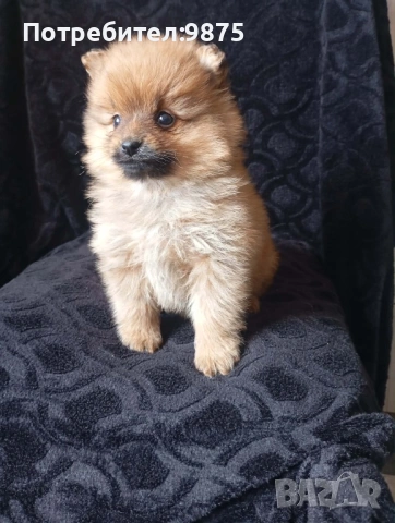 Продавам померан 