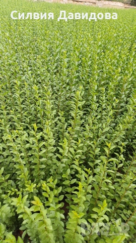 Лигуструм за жив плет , снимка 8 - Градински цветя и растения - 53835612