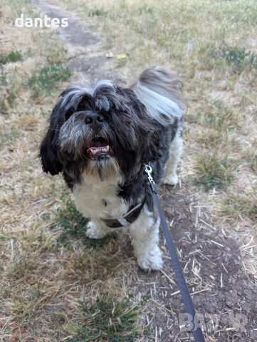 Търси се женско ши тцу за разплод